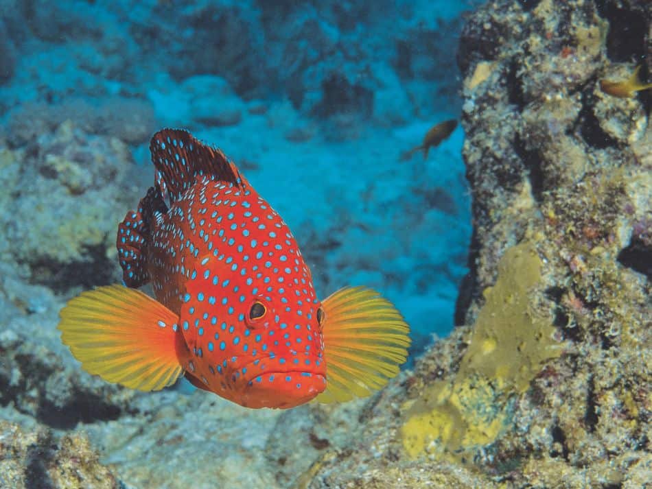 Biodiversität Fische 3