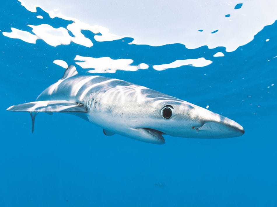 Biodiversität Fische 4