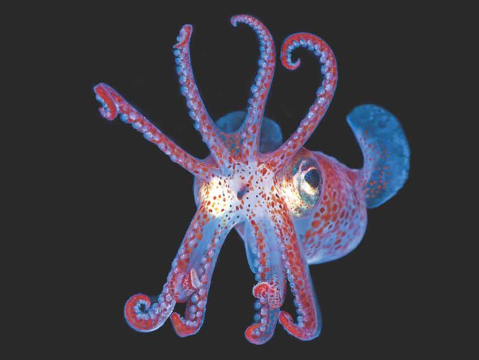 Biodiversität Fische 5