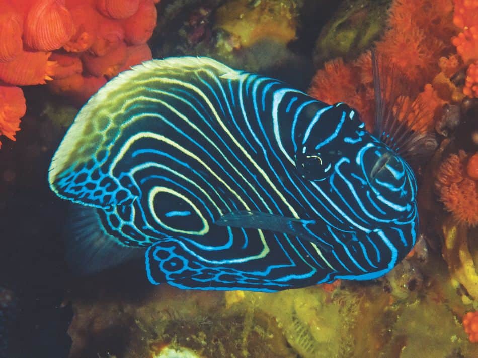 Biodiversität Fische 6