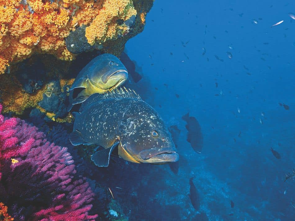 Biodiversität Fische 7