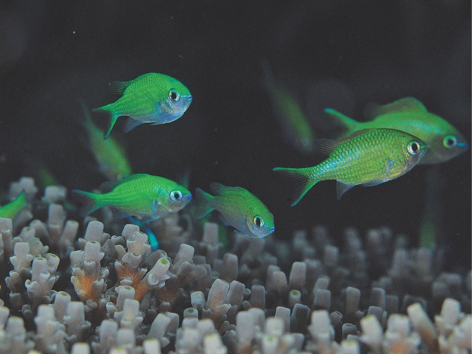Biodiversität Fische 8