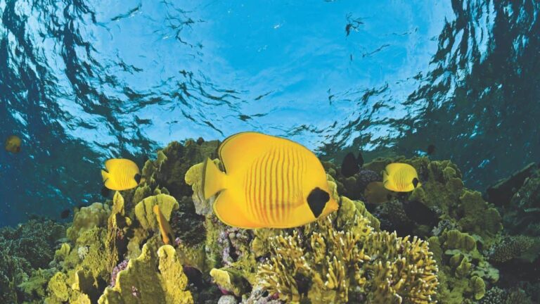 Biodiversité poissons couverture