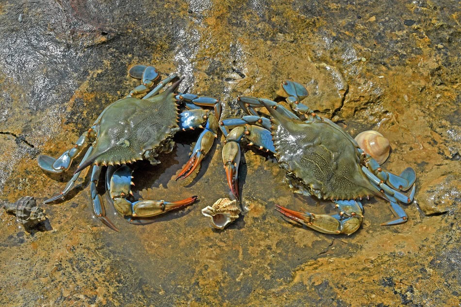 Blauer Krabbe (callinectes sapidus) Weibchen bei Ebbe im Sommer. © Tauchen Bios Jean Claude Carton