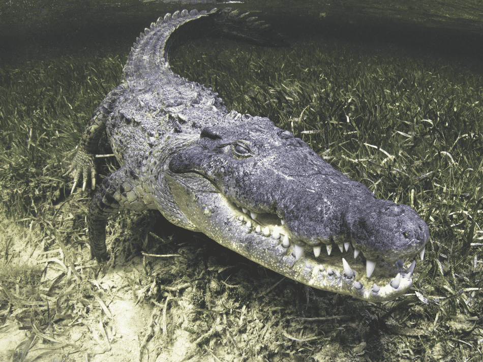Croco (5)