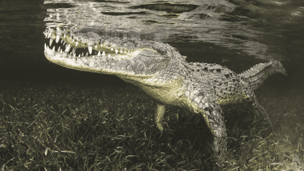 Croco couverture
