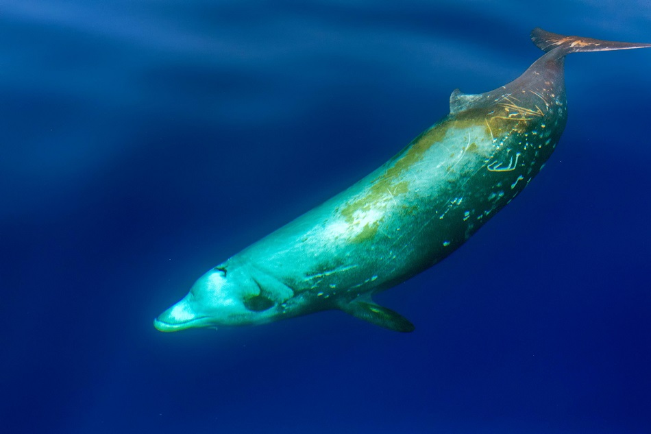 Gänseschnabel-Delfin Ziphius cavirostris ultra selten weiß unter Wasser