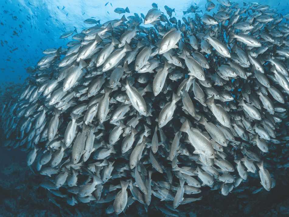 Malpelo (4)