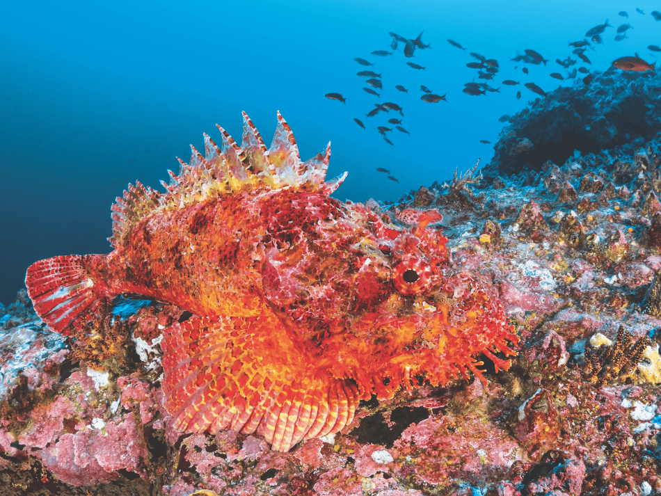 Malpelo (9)