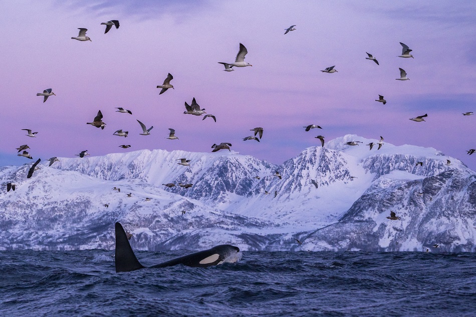 Orca mit Vögeln in Skjervøy @ Ismaele Tortella Visit Norway
