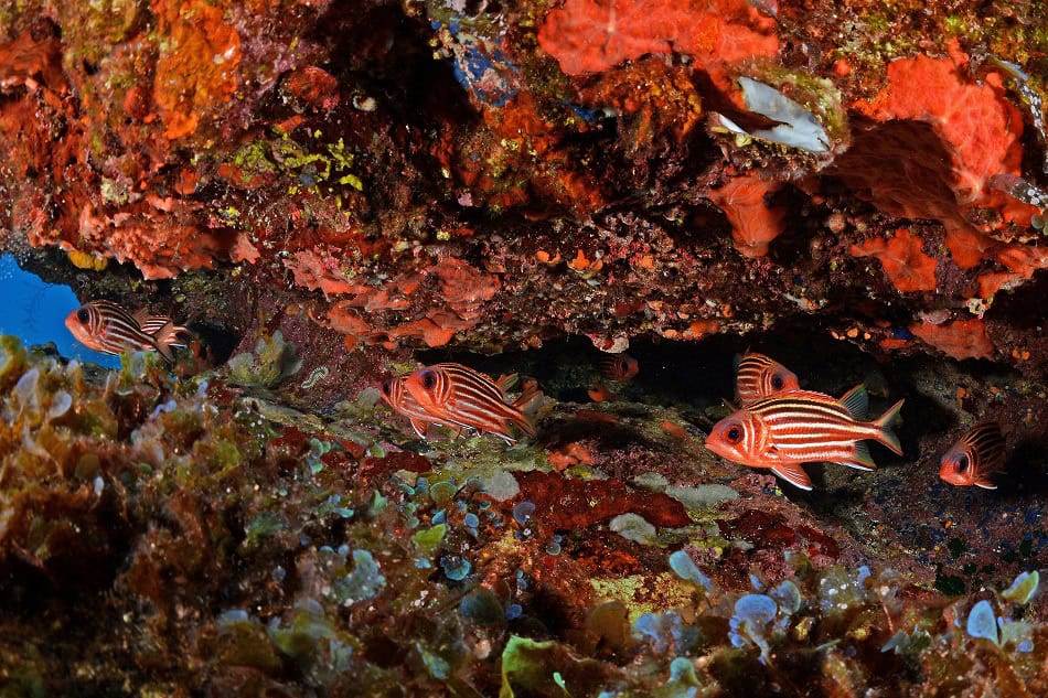 Dunkler Hörnchenfisch Sargocentron vexillarium Nicolas Barraqué