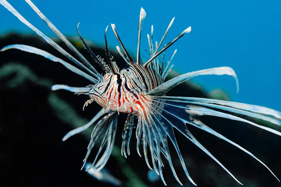 Rotfeuerfisch, Pterois volitans D2412 Dominique Barray