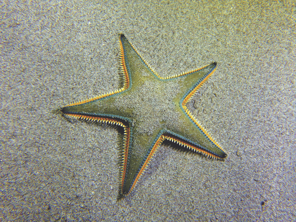 Sand (1)