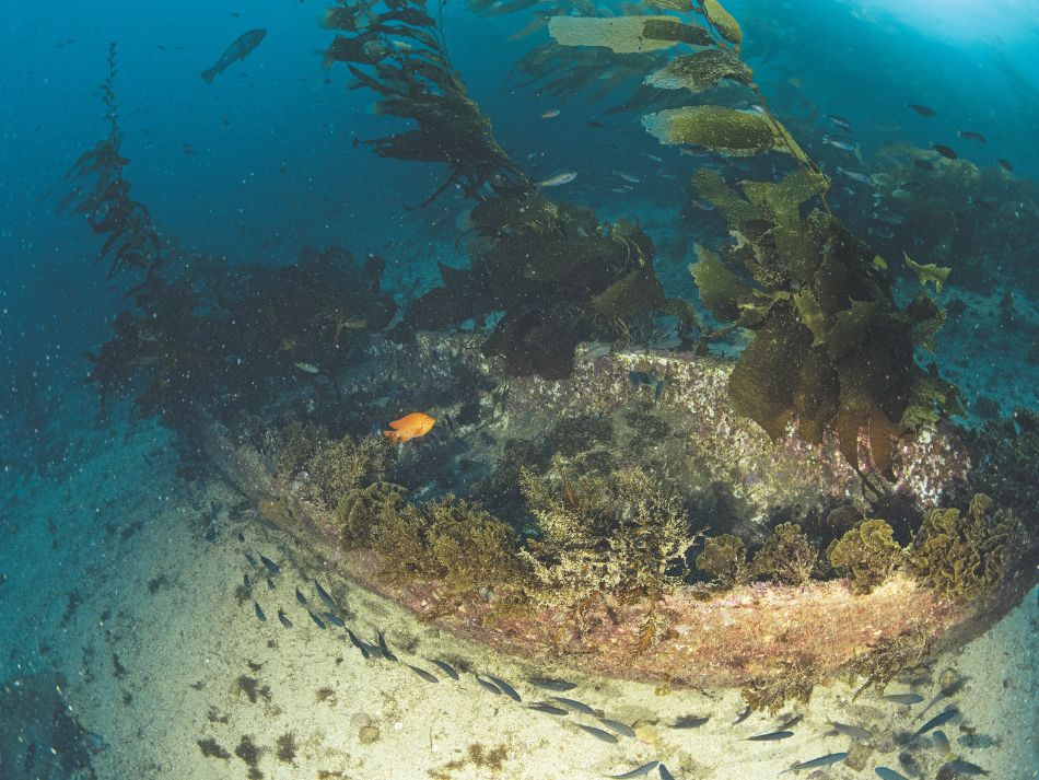 Santa catalina 11