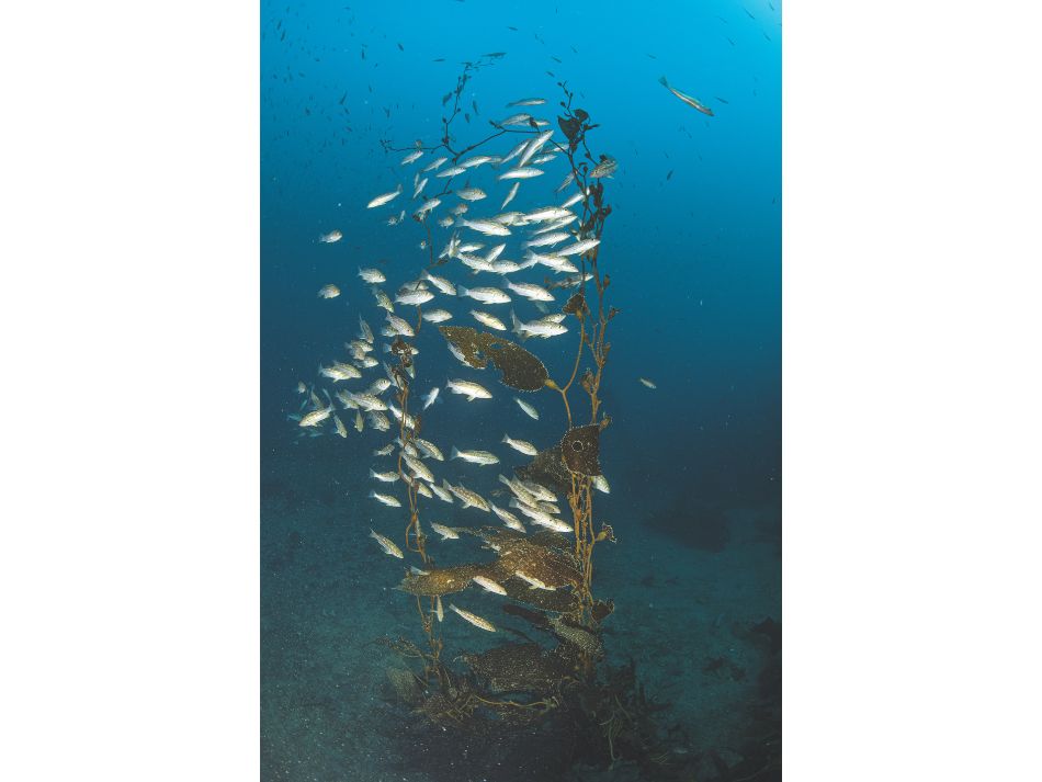 Santa catalina 6