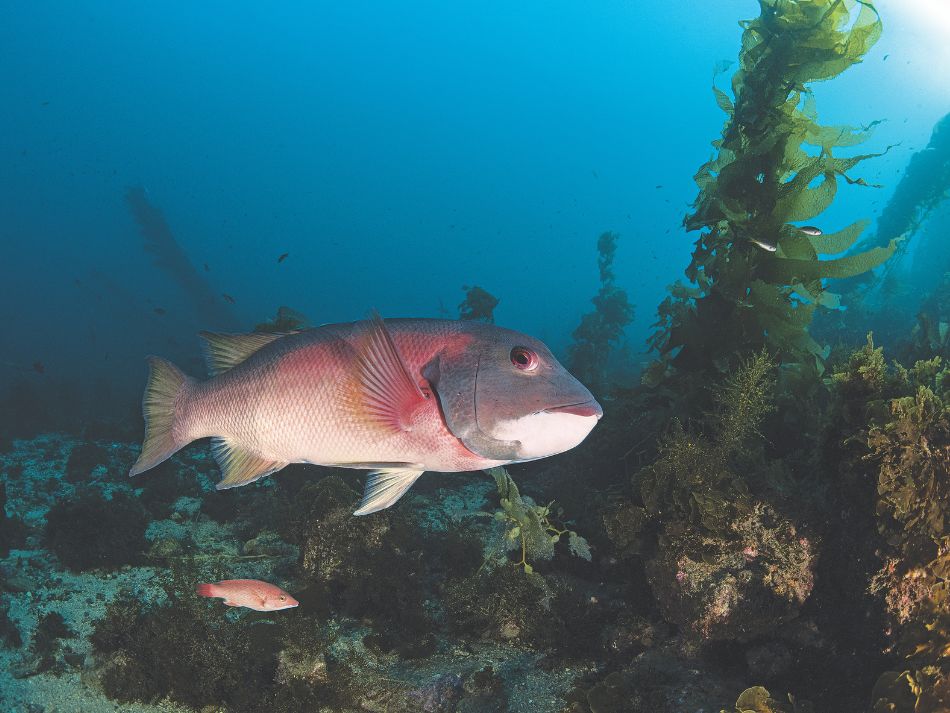 Santa catalina 8