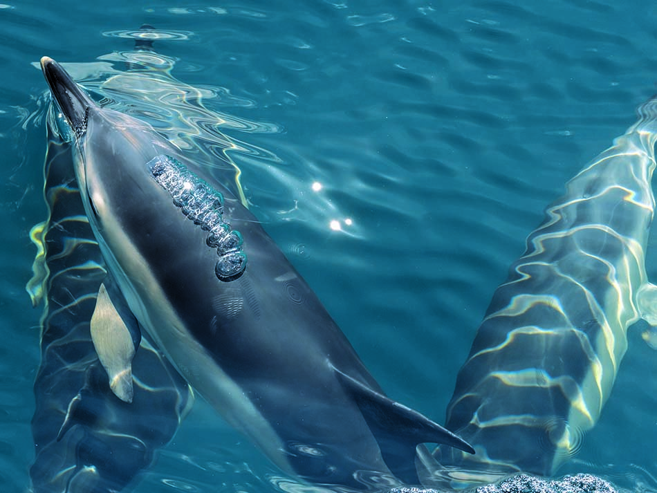 Delfin
