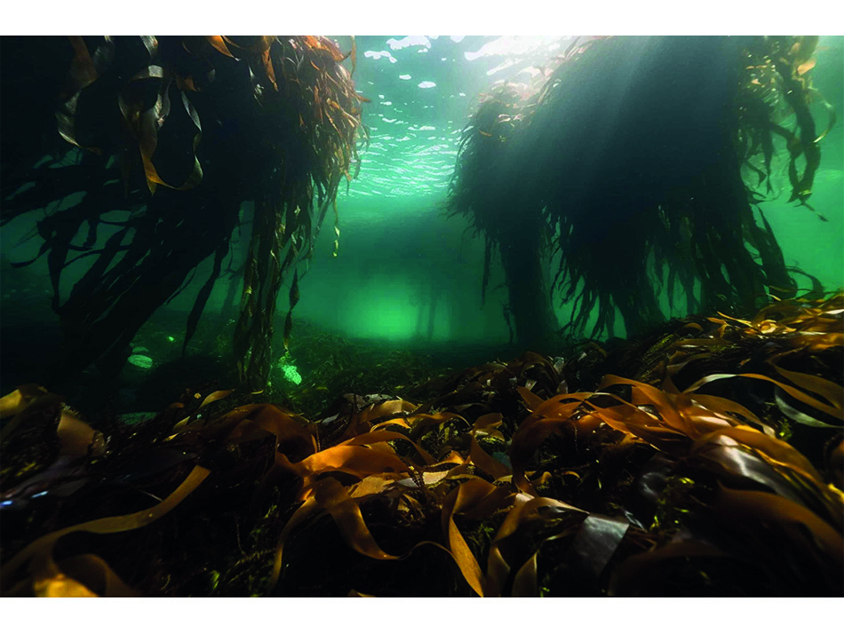 Unterwassergärten von Marion Moriceau