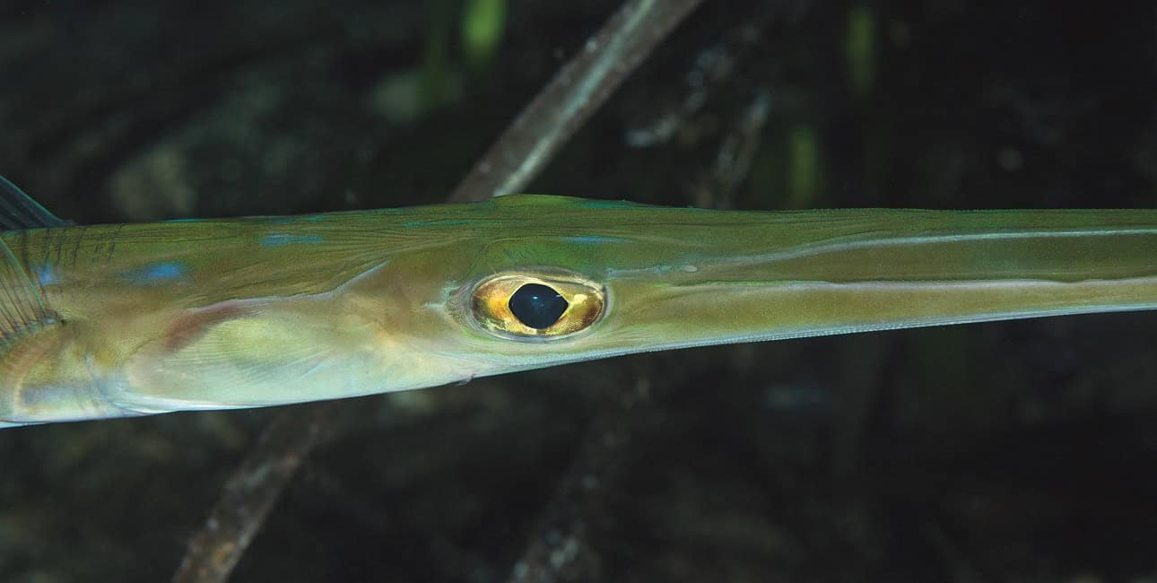 Lessepsienne poisson flute d7258 porquerolles dominique barray