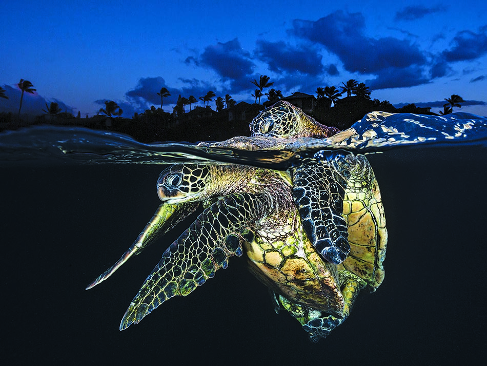 Paarung Schildkröte