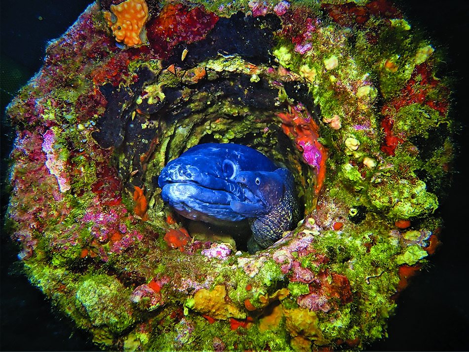 Muräne und Conger