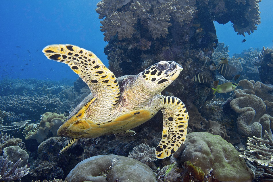 Echte Karettschildkröte, Eretmochelys imbricata
