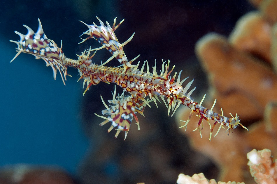 Harlekin-Geisterpfeifenfisch, Solenostomus paradoxus