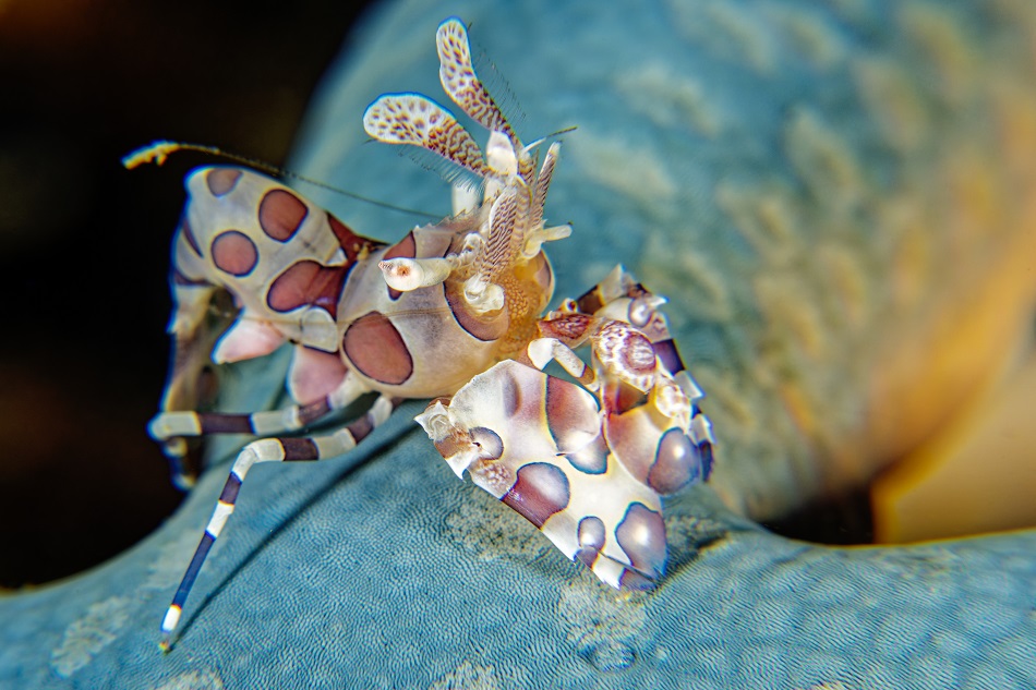 Harlekin-Garnele, Hymenocera picta