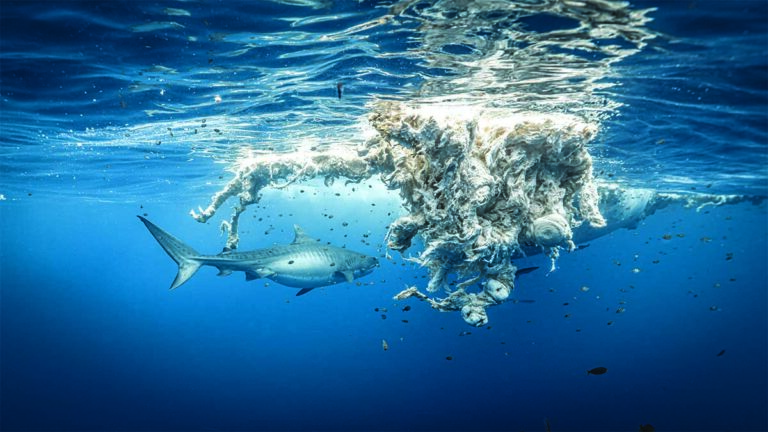Ouverture requins tigres
