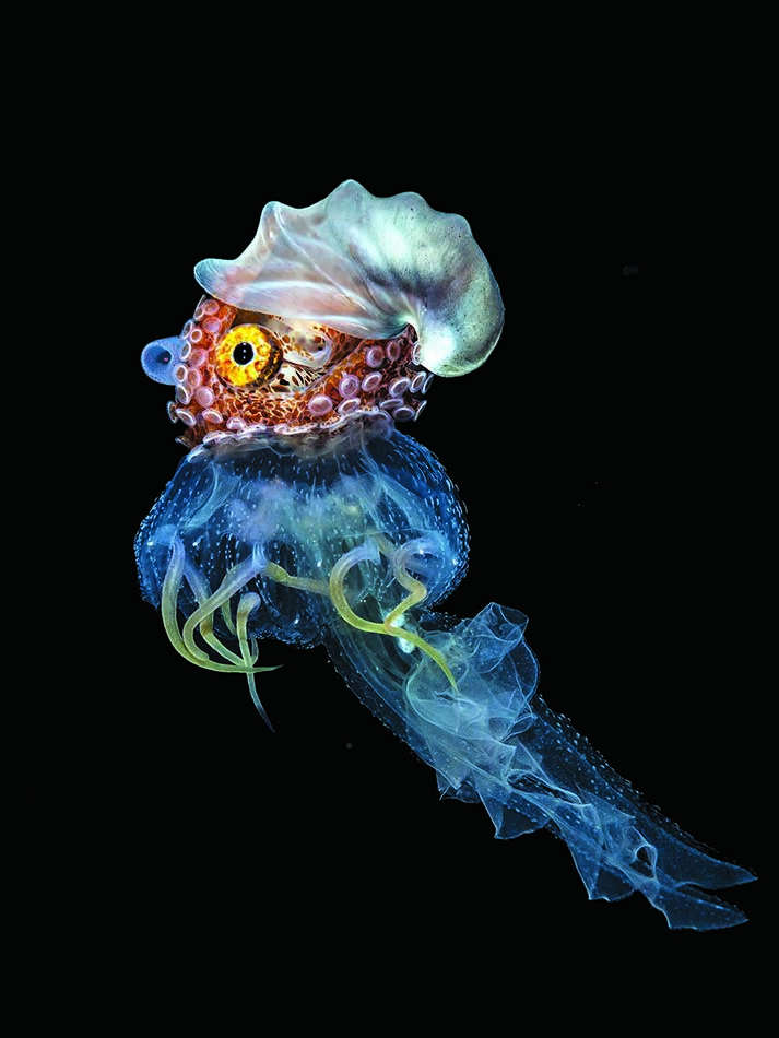 Papiernautilus