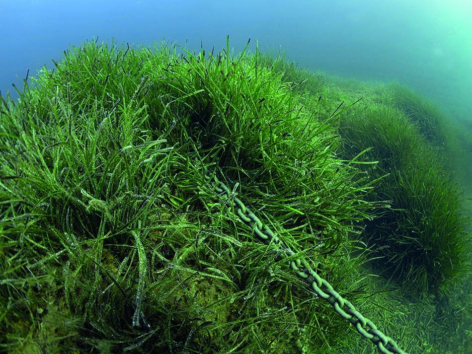 Posidonia Kette