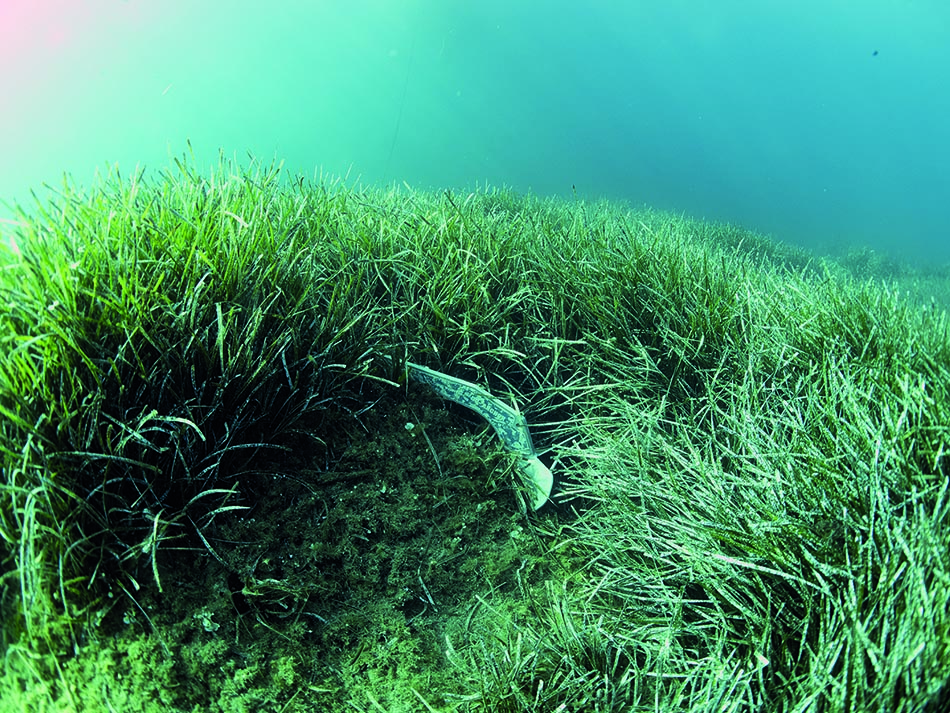 Posidonia Metall