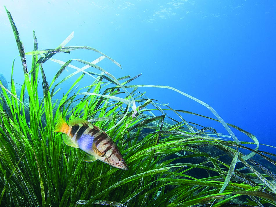 Posidonia Fisch