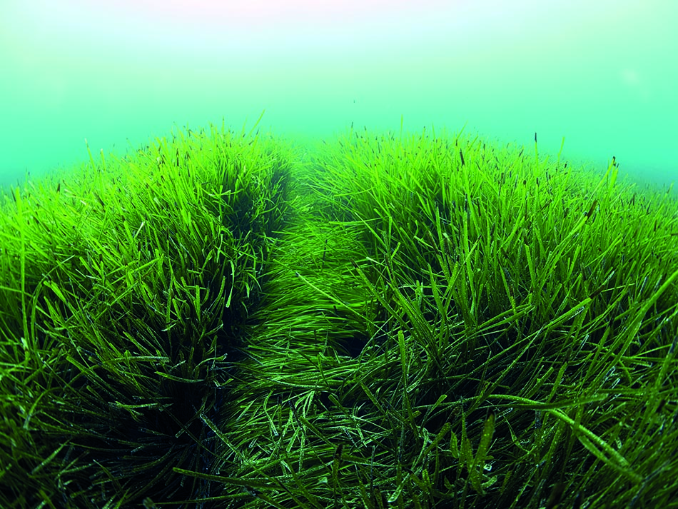 Posidonia Furche