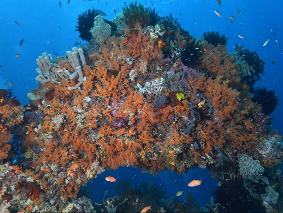 Raja Ampat Nicolas Barraqué