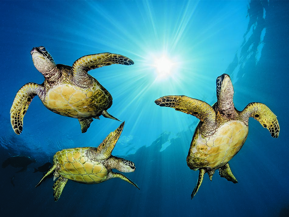 Schildkröte Renée