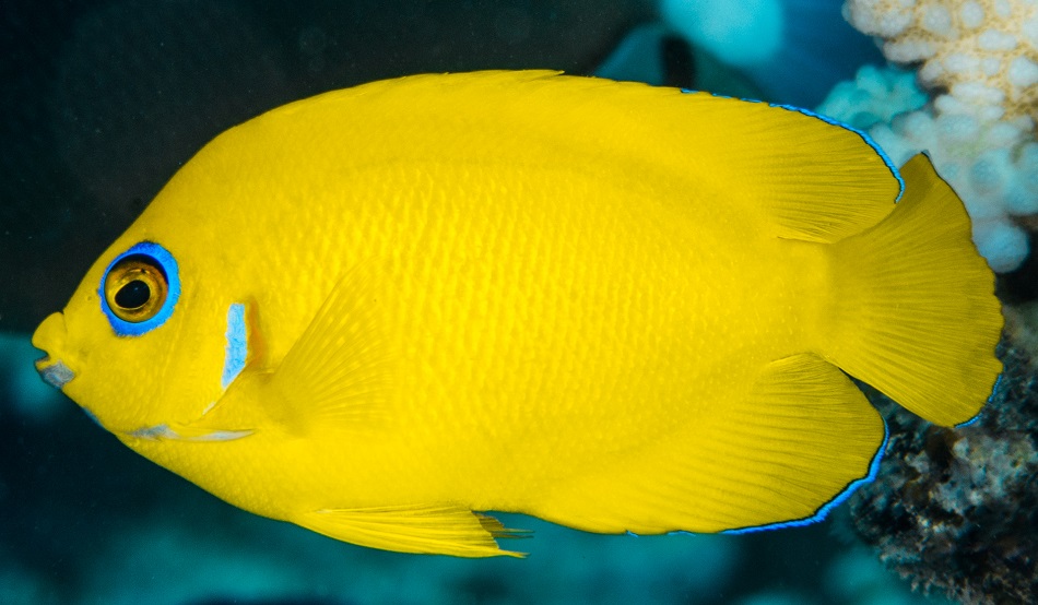 Centropyge flavissimus