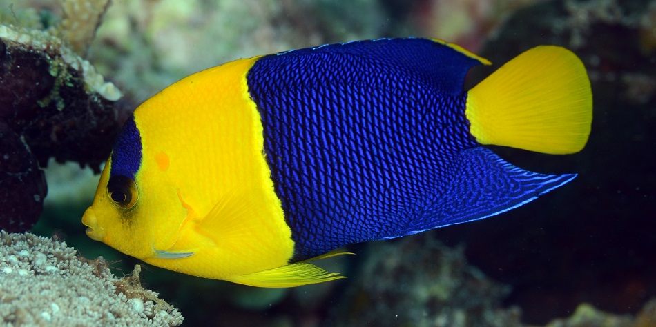 04 centropyge bicolor 20180624 5884