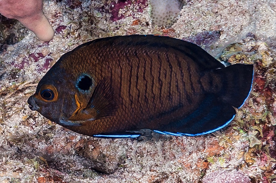 Acanthuriformes, centropyge, pomacanthidae, multispinis