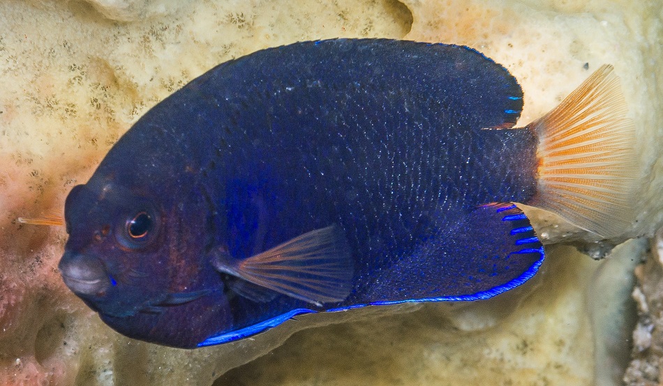 Centropyge flavicauda