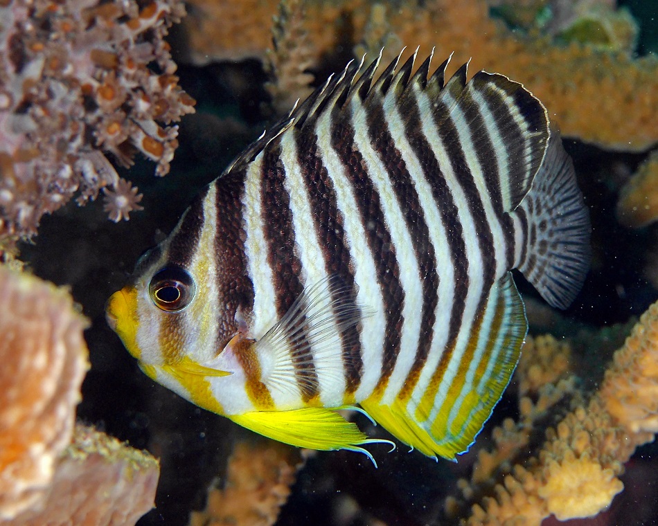 12 centropyge multifasciata 1110536.jjdeville raja ampat g