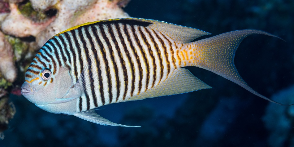 Genicanthus, pomacanthidae, caudovittatus