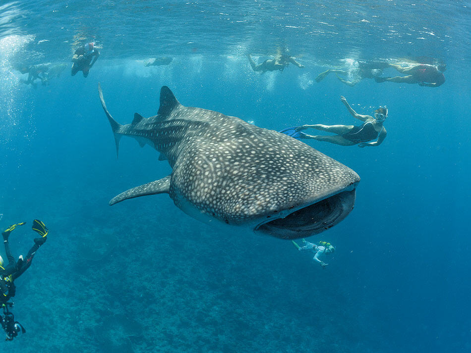 15 Tipps zur Verbesserung von Unterwasserfotos im offenen Wasser Oberfläche 1