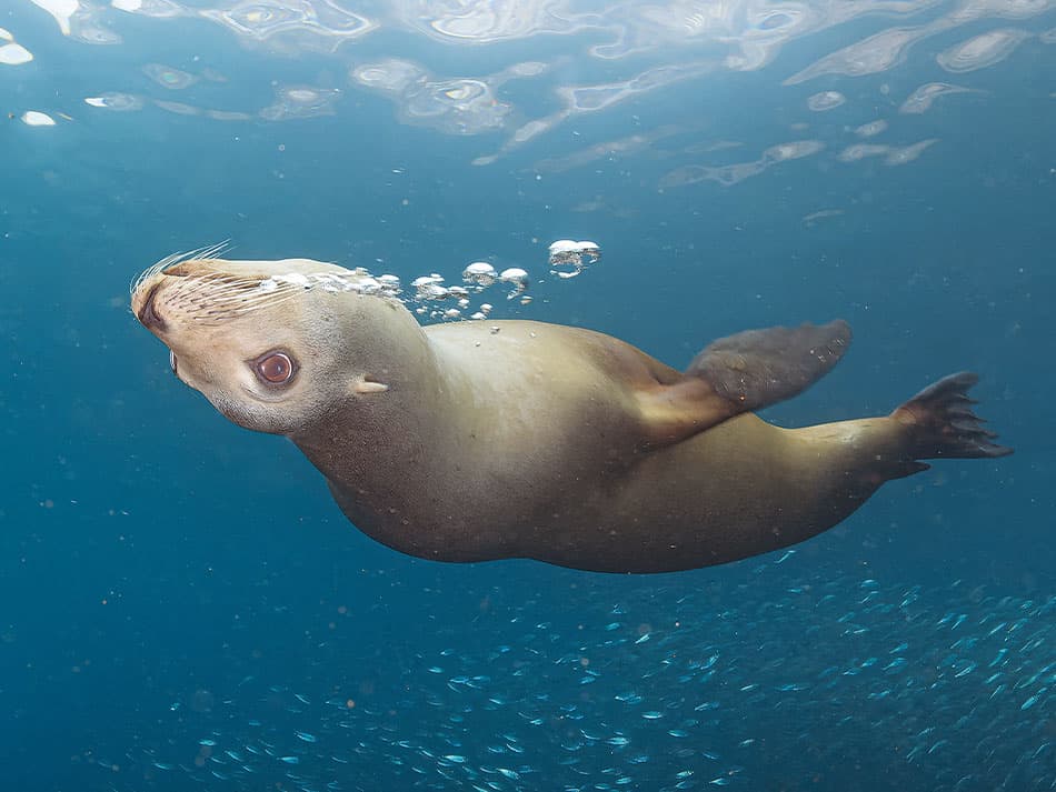 15 Tipps zur Verbesserung von Unterwasserfotos im offenen Wasser Oberfläche 2