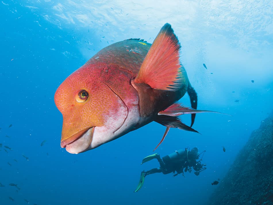 15 Tipps zur Verbesserung von Unterwasserfotos im offenen Wasser Oberfläche 3