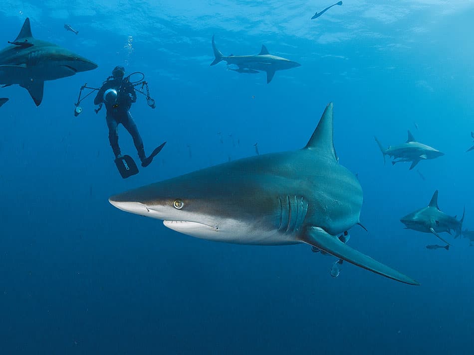 15 Tipps zur Verbesserung von Unterwasserfotos im offenen Wasser Oberfläche 4