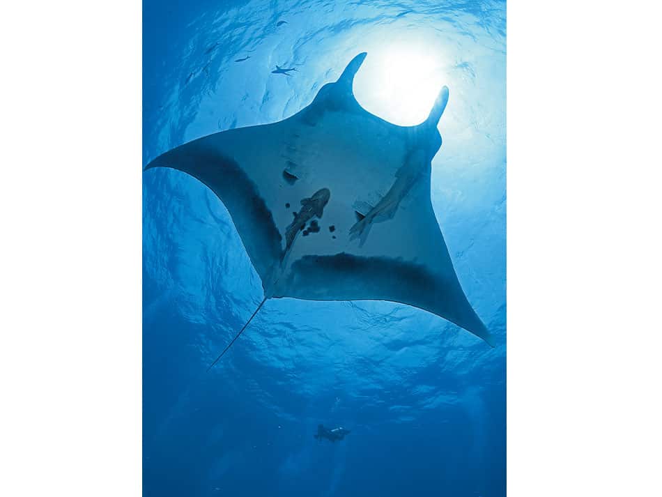 15 Tipps zur Verbesserung von Unterwasserfotos im offenen Wasser Oberfläche 6