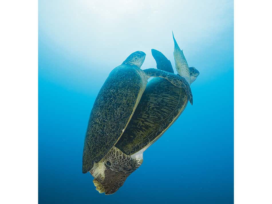 15 Tipps zur Verbesserung von Unterwasserfotos im offenen Wasser Oberfläche 7