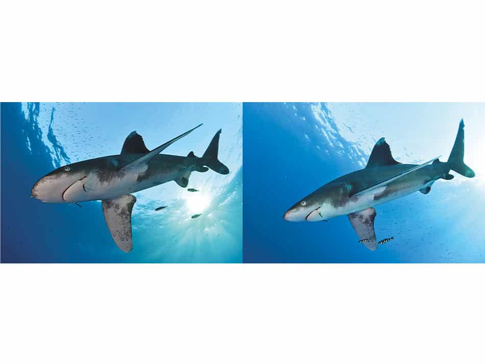 15 Tipps zur Verbesserung von Unterwasserfotos im offenen Wasser Oberfläche 8