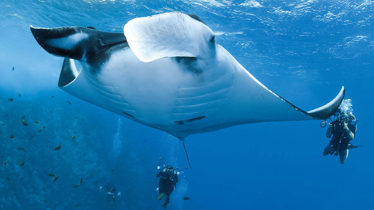 15 conseils amelorer photos sous marines pleine eau surface